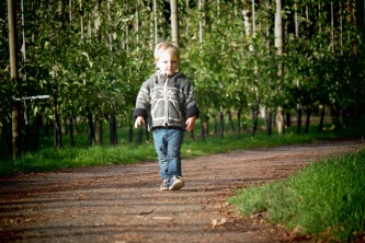 In the apple orchard